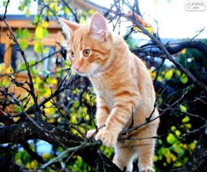 Puzzle Ένα γατάκι σε ένα δέντρο